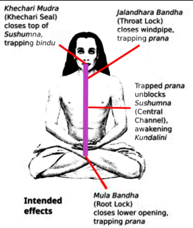 Хатха йога - основата на всички йогийски практики, асана, пранаяма, мудри